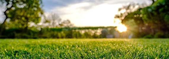 Ground view of grass in field